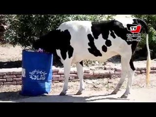 الأبقار تزاحم المواطنين في مصيف جمصة