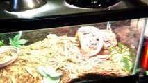 How To Care For A Pet Leopard Gecko (Leopard Gecko Care)