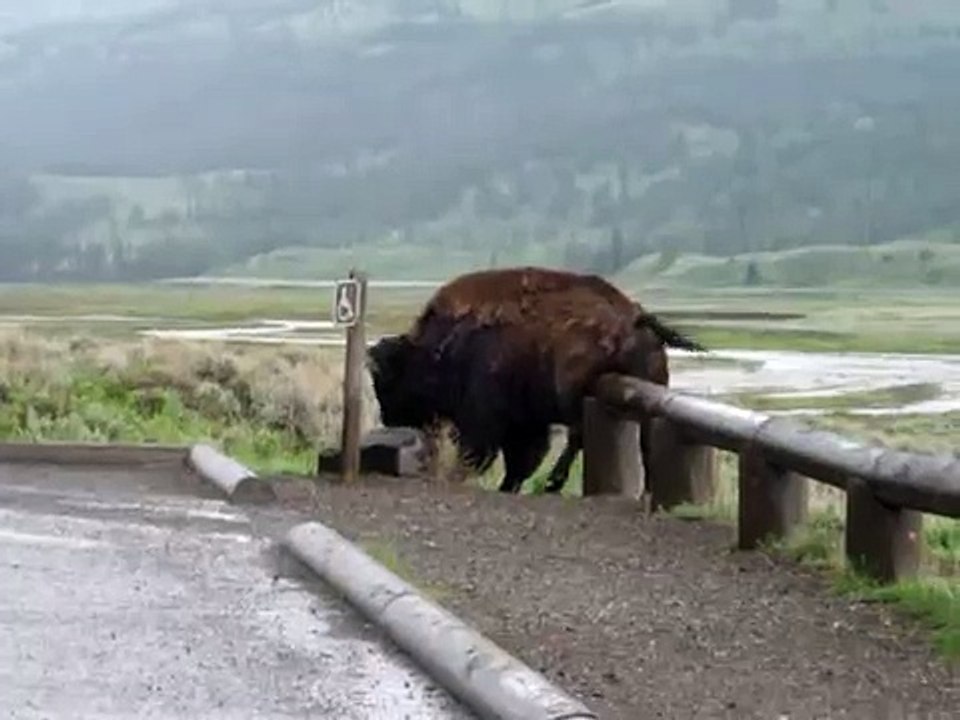 Buffalo scratches his balls
