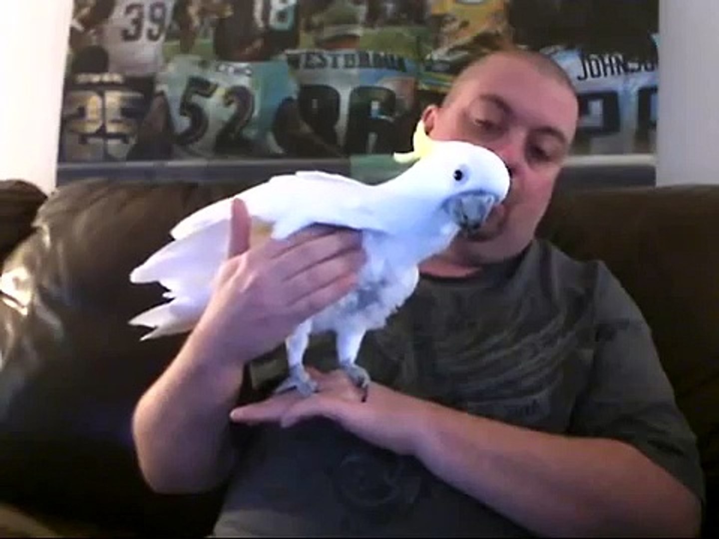 ⁣Parrots & Cockatoos: Purchase vs Adoption