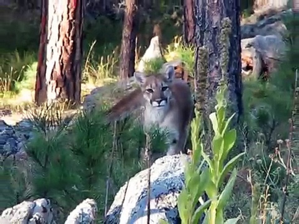 South Dakota mountain lion - close!