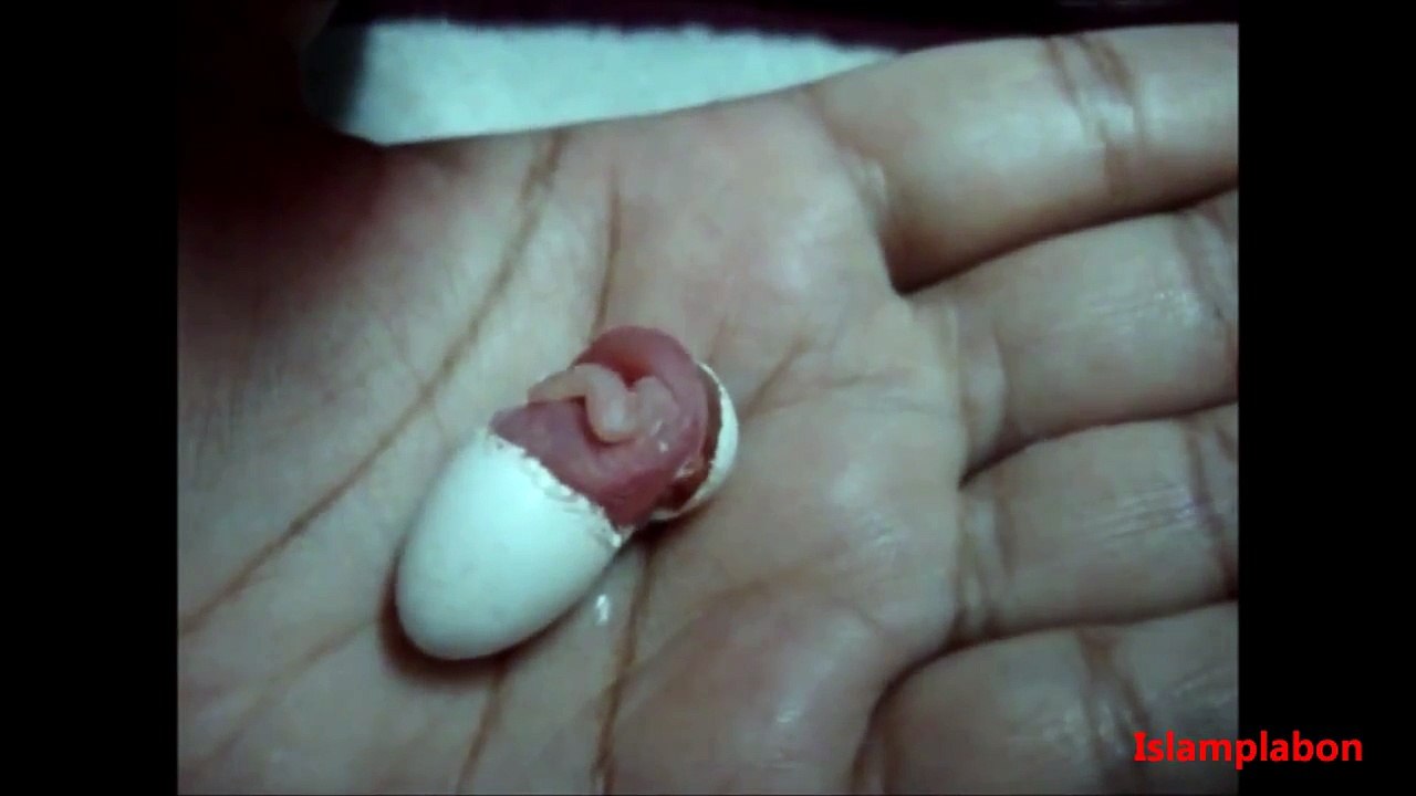 Miracle of Allah!