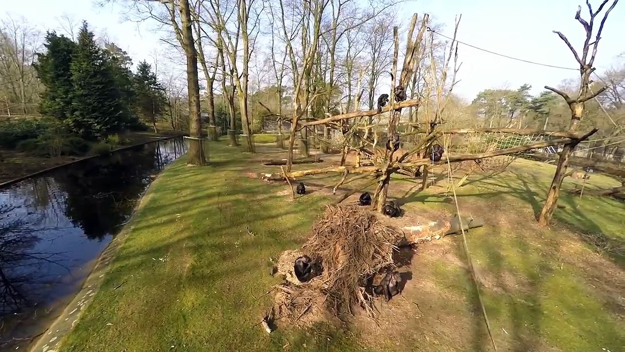 GoPro_ Chimp Smashes Drone