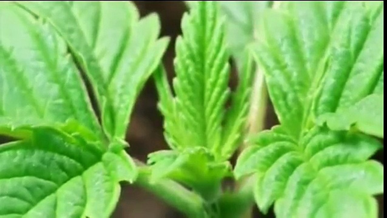 Terence Mckenna - Trust Yourself