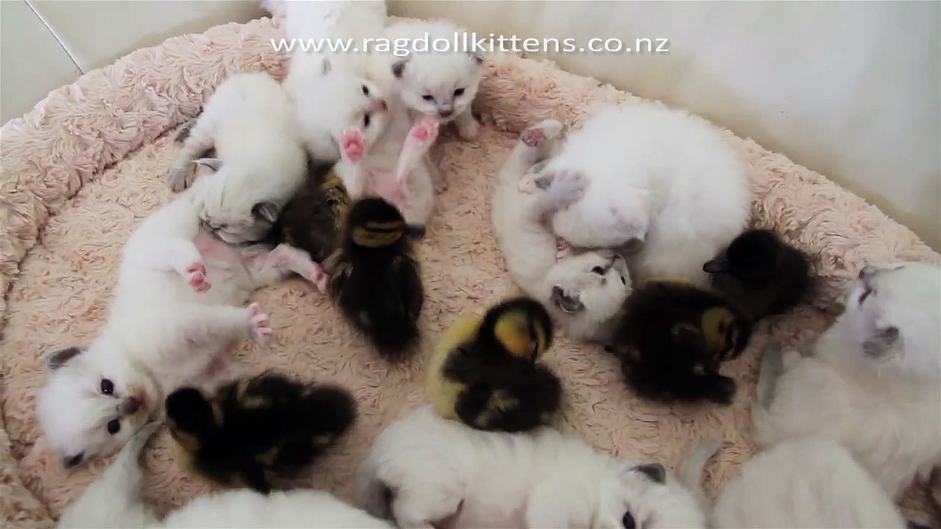 Bebe Chat Et Bebe Canard Trop Mignon Trop Mimi Video Dailymotion