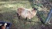 Chèvre naine dominante contre bélier (mouton) du Cameroun défend son repas