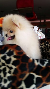 satilik kopek boo pomeranian yavrusu 05333974577