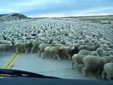 Enorme rebanho de ovelhas corta uma estrada