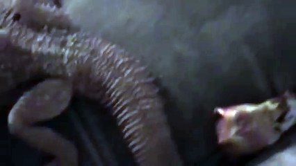 Bearded Dragons gone wild