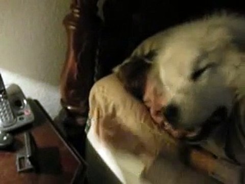 Albert the Big White Dog, Great Pyrenees and Mommy try to take a nap