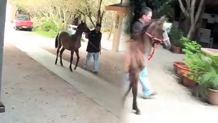 Crias con Finura Natural