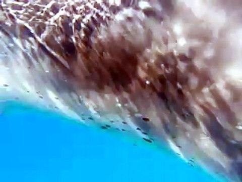 DOLPHIN Bubbles, Rings & Sonar - Swimming with Free Dolphins!