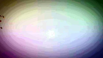 After Effects Project Files - Maple Leaves Logo Reveal - VideoHive 9572555