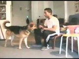 Dog Takes beer out of fridge - Dog Tricks - Dog Training - DCTK9