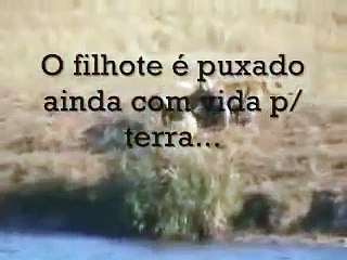 Instinto materno  mãe búfalo salva filhote de leões