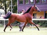 مجموعة صور  للخيول - horses pics collection