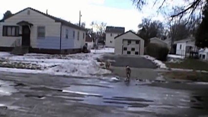 КОТ ПРОТИВ СОБАКИ