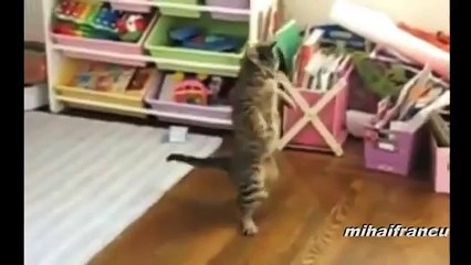 Katzen die sich wie Menschen verhalten