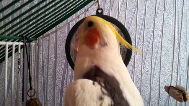 Говорящий попугай корелла хочет пиво) Корелла говорит - Кеша хочет пиво