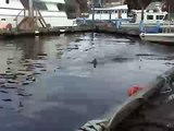 Sea Lion in Sitka, Alaska