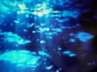 Χειμωνανθός - Χαρούλης Γιάννης