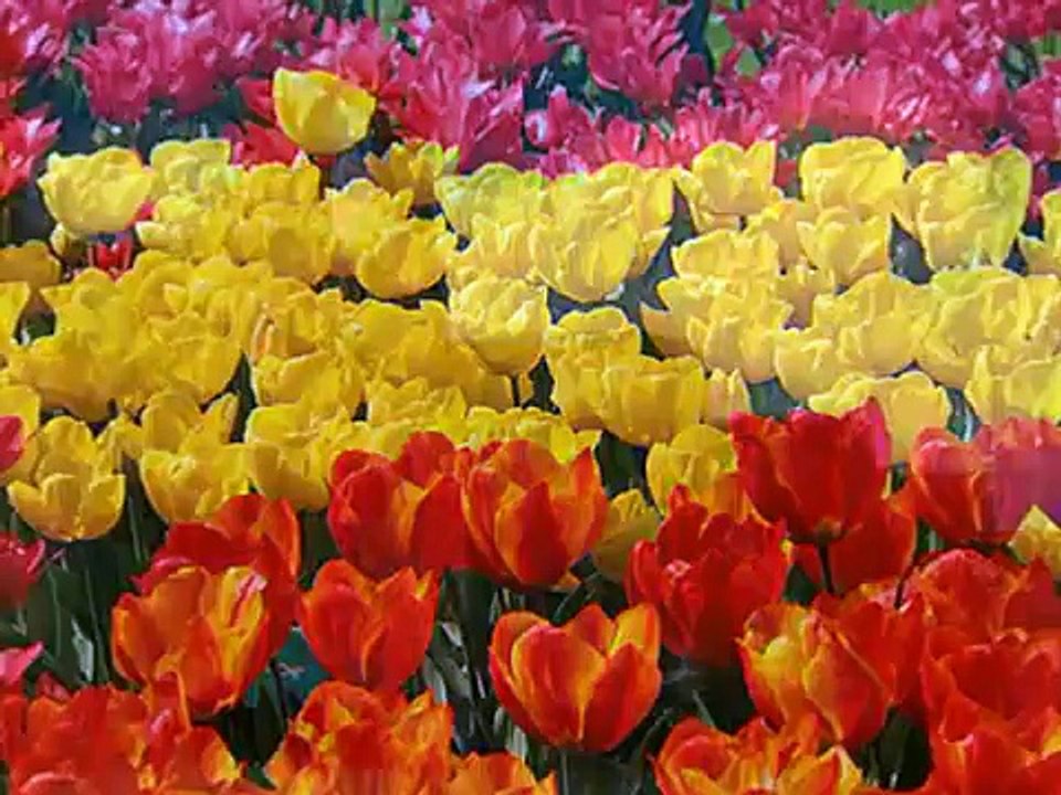 Rojo y Oro-Estirpe Imperial