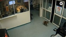 Koala Roams Australian Hospital
