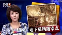 Cierre de un matadero y 33 comercios de venta de perros y gatos en China