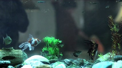 Conselho Tutelar 2 TEMPORADA - em 2015