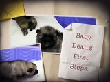 Baby Dean @ 2 weeks old. Keeshond puppy!!!