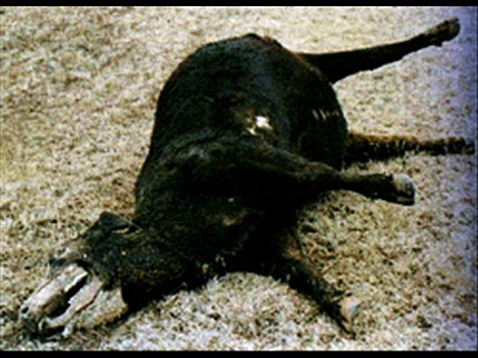 Confessions of an Area 51 Employee 8 (Cattle Mutilations)