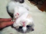 cotton 2(scottish fold kitten - female)