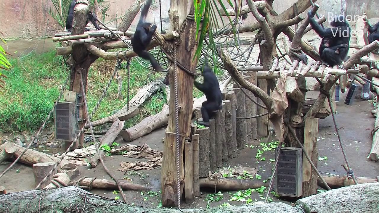 Zoo Leipzig - Schimpansen & Orang Utans -- Shimps - Apes - Monkeys