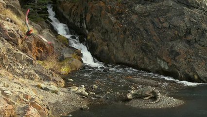 Bande-annonce : Sur la Terre des Dinosaures - Teaser (6) VO