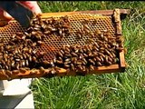 Virginia Farm Bureau - Dying Bees