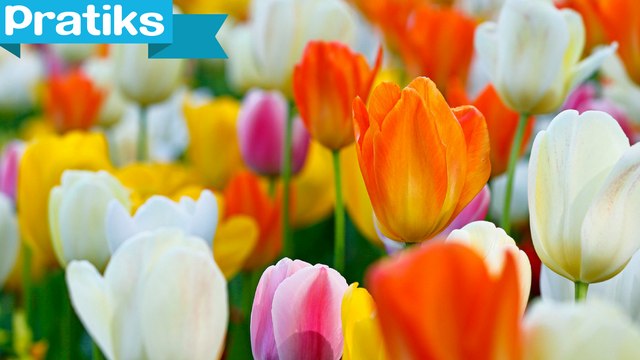 L'astuce pour redonner vie à un bouquet de tulipes - Gaël gagne du temps