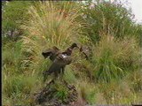 Andean Condor Conservation Program: English language overview