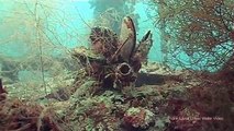 diving WWII Wrecks around Palau