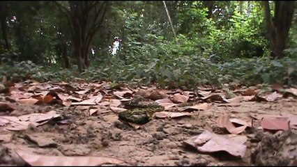 O PORTAL 2 - a lenda de lilith (trailer 2)