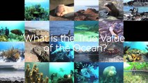 Two Minutes on Oceans w/ Jim Toomey: The True Value of Our Oceans