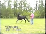 Speed Gaited Horse - The Virginia Undertaker