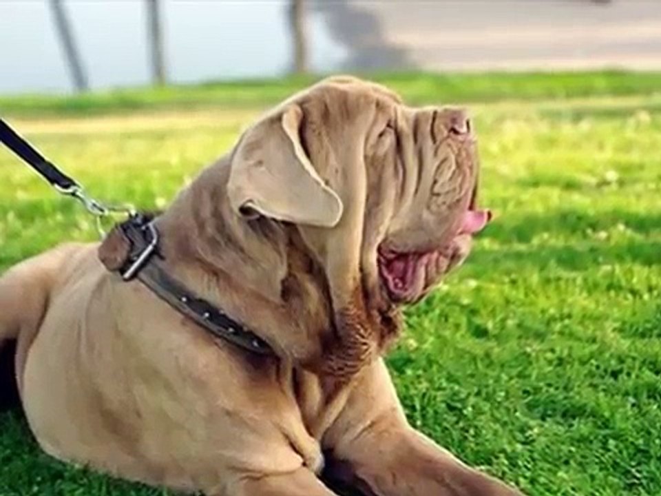 O gigante molosso Mastim Napolitano. Neapolitan Mastiff - Mastino Napoletano.