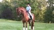 Henk van Bergen's Methods to Create Better Balance in a Dressage Horse