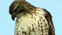 Beautiful Broad-winged Hawk Minnesota