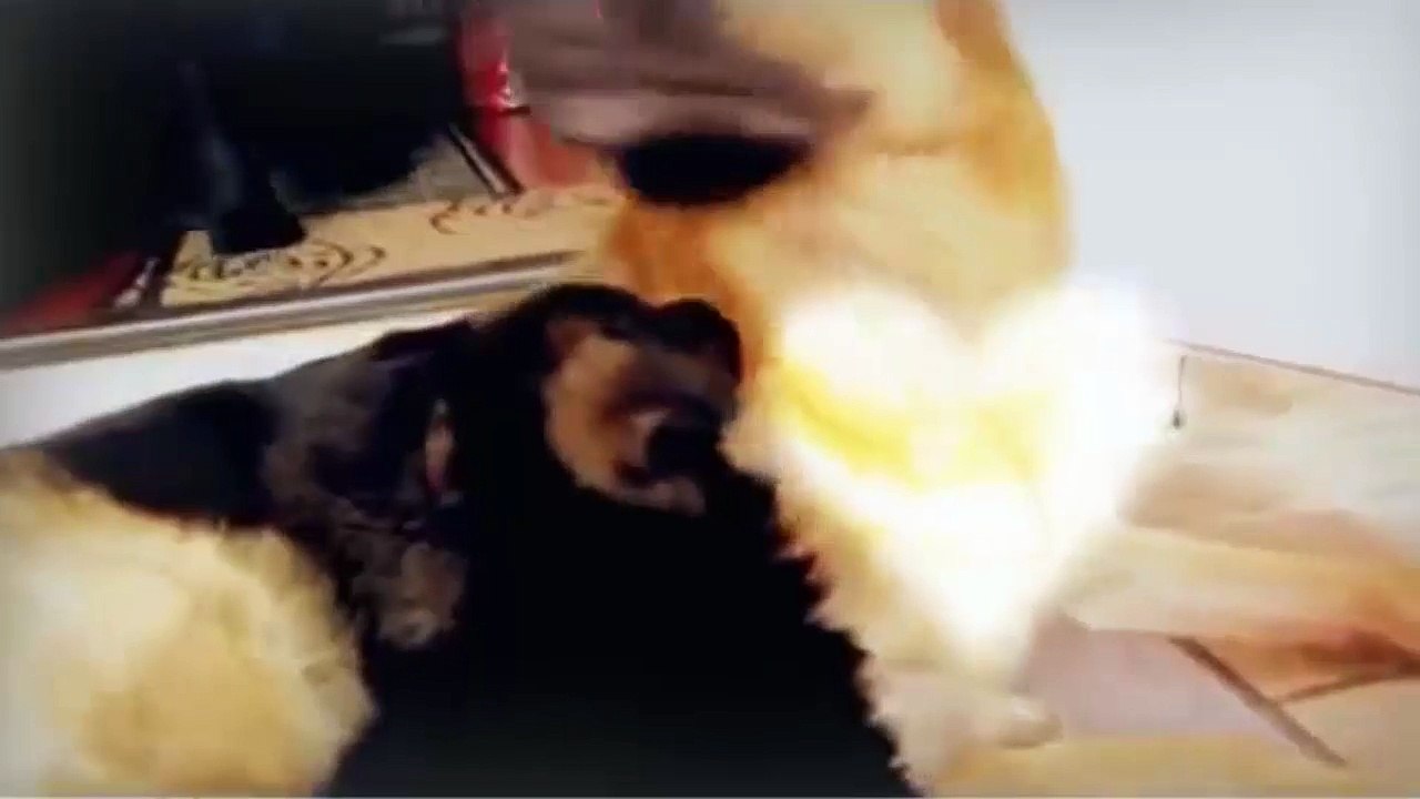 mother f animals