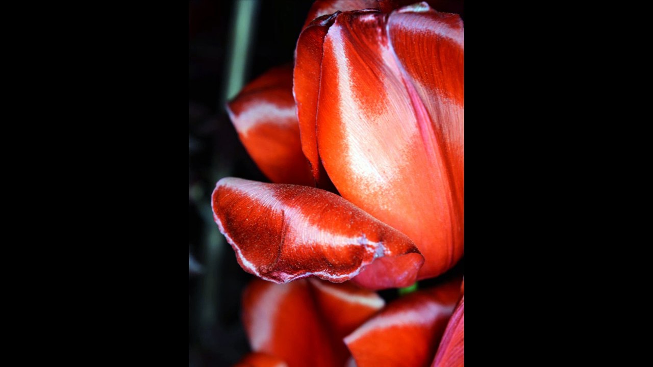 The Art of Spring
