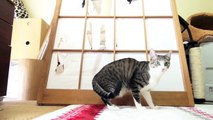 障子を破る猫 - Ohagi tearing up the shoji paper.-