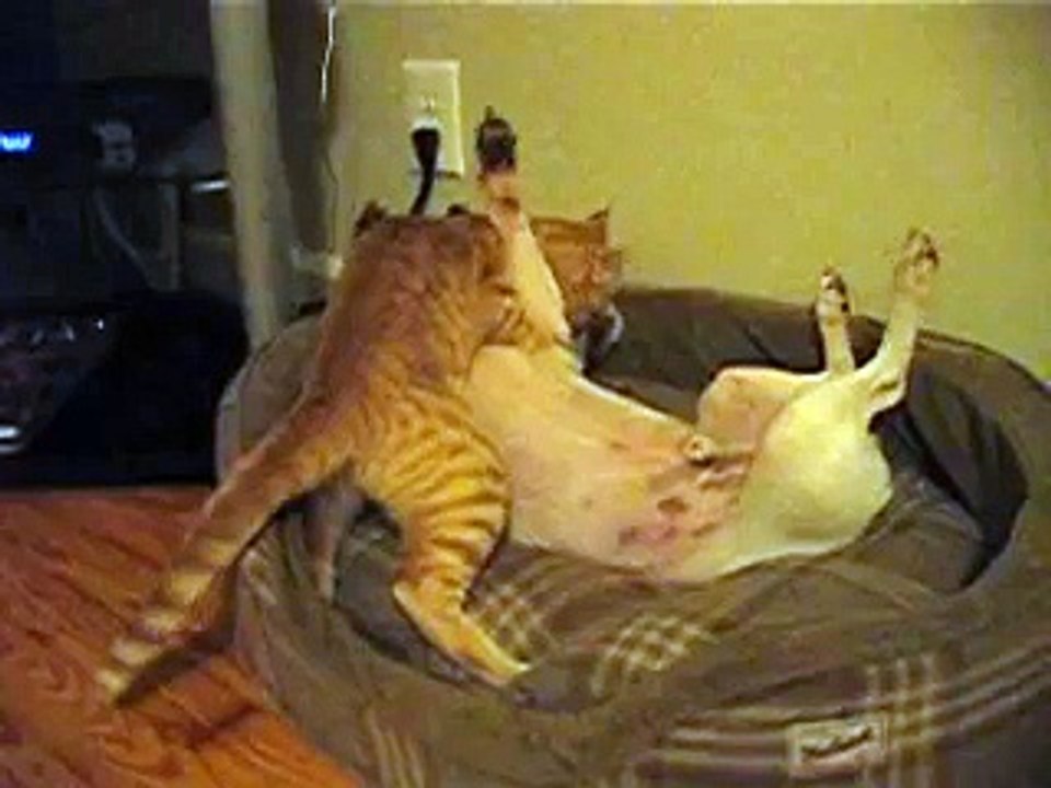 Cat takes dog's bed UFC style