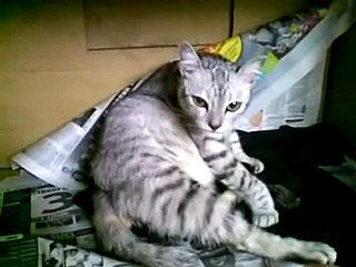 Lubby at labour on her 2nd kitten (Died upon birth)