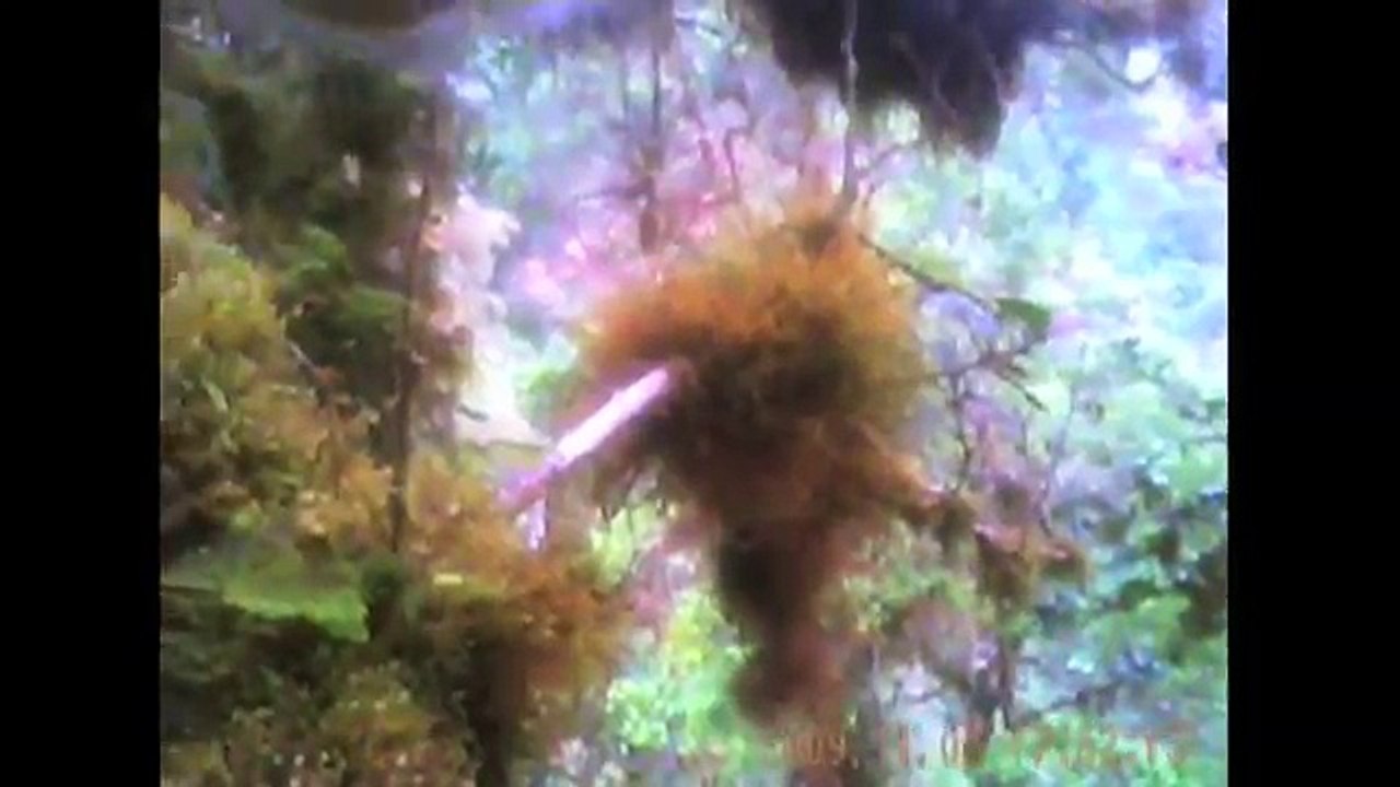 Adorable Tree Kangaroos Fitted With Tiny Video Cameras